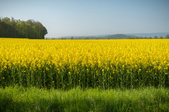 Rapsbl&uuml;te