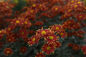 Naklejka na ściany i meble Red yellow chrysanthemums closeup on a blurry flower background. Beautiful bright chrysanthemums bloom in autumn in the garden.