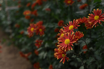 Red yellow chrysanthemums closeup on a blurry flower background. Beautiful bright chrysanthemums bloom in autumn in the garden.
