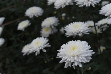 Background of Zembla White chrysanthemums with a copy of the space. Beautiful bright chrysanthemums bloom in autumn in the garden.
