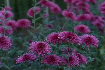 Beautiful bright Anastasia Lilac chrysanthemums bloom in the autumn garden. Chrysanthemum background with a copy of space.