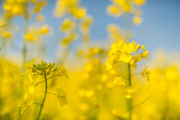 Obraz premium Rapsblüte