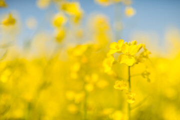 Fototapeta premium Rapsblüte
