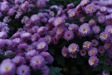Chrysanthemums blossom in the autumn garden. Background with gentle lilac blue violet chrysanthemums. Closeup of chrysanthemum flowers horizontally.
