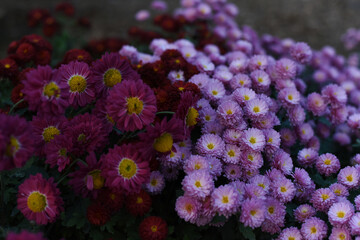 Two varieties of chrysanthemum blossoming in the autumn garden. Flowers as background picture. Chrysanthemum wallpaper.