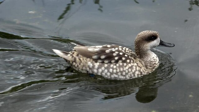 Marbled duck (Marmaronetta angustirostris) swimming
