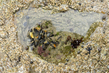 Sea mussel shell and sessile on a stone at the beach seen from above with copy space Marine theme.  Natural background. Top view. Mytilus edulis