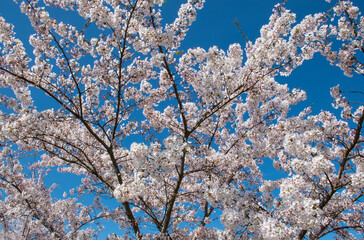 Sakura blossoms in spring