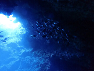Naklejka na ściany i meble Underwater in Saipan, Mariana Islands