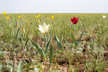 Field of red, white and yellow steppe tulips. Tulipa lehmanniana is listed in the Red Book of Kazakhstan.
