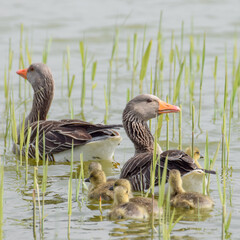 Geese with goslings (baby goose) during spring in the Netherlands