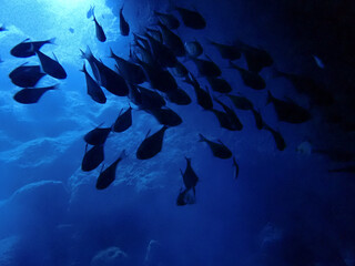 Underwater in Saipan, Mariana Islands