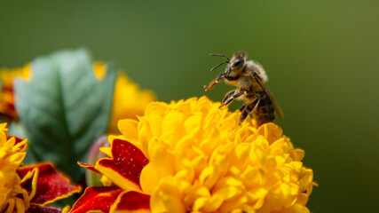 Biene sucht Nektar auf gelber Blüte