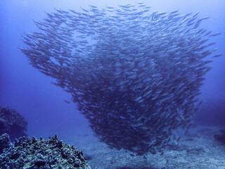 Fototapeta na wymiar Underwater in Saipan island, Mariana