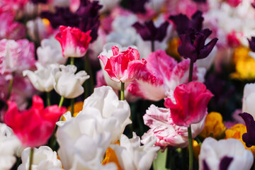 Full field of beautiful yellow, purple and pink open blooming tulip flower with green leaves and grass background on a sunny summer day on a countryside. Nature wallpaper. Flower garden or meadow.