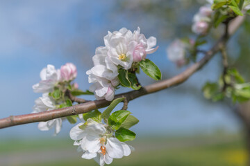 Obraz premium Apfelbaumblüte