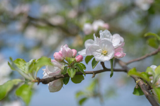 Apfelbaumbl&uuml;te