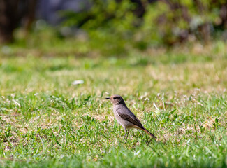 Gartenrotschwanz sitzt in Wiese im Garten