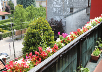 Fototapeta na wymiar pots with begonia flowers on the terrace of the apartment in the city