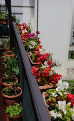 pots with Begonia flowers and other plants on the terrace of the apartment in the city