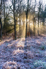 Winter in the Forest of Dean - Early morning frost near Ruspidge, Gloucestershire, England UK