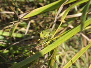 Grashüpfer auf einem Grashalm