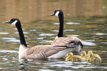 Obraz premium Geese with goslings (baby goose) during spring in the Netherlands