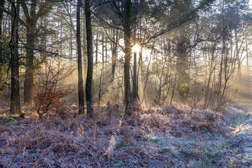 Winter in the Forest of Dean - Early morning frost and mist near Ruspidge, Gloucestershire, England UK