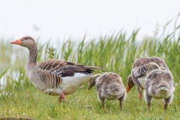 Geese with goslings (baby goose) during spring in the Netherlands