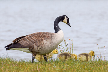 Naklejka na ściany i meble Geese with goslings (baby goose) during spring in the Netherlands