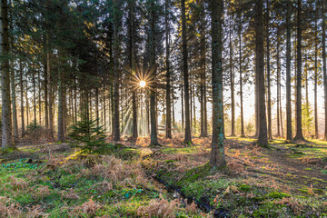 Winter in the Forest of Dean - Early morning mist near Ruspidge, Gloucestershire, England UK