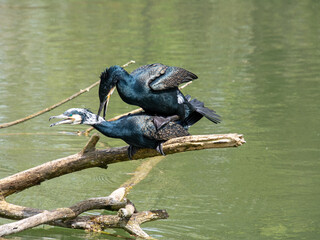Kormoran Paar bei der Paarung