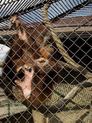 An orangutan with an apple in his hand behind bars in the zoo. An orangutan is called a forest man. This is the smartest animal after man. They belong to the endangered species.