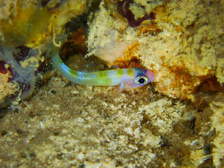 Colorful small fish on Saipan Island