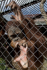 An orangutan with an apple in his hand behind bars in the zoo. An orangutan is called a forest man. This is the smartest animal after man. They belong to the endangered species.