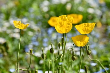 アイスランドポピー