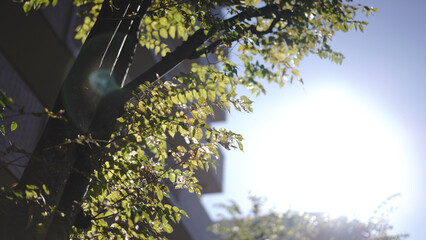 Autumn tree and sun city