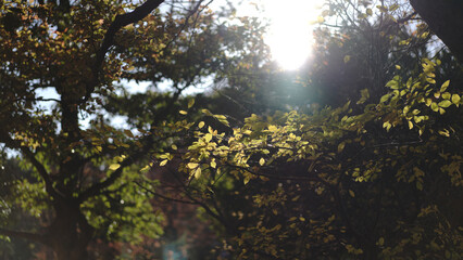 Autumn Leaves Tree Landscape