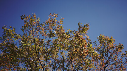 Autumn Leaves Tree Landscape