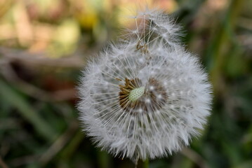 Pusteblume mit abfliegenden Samen