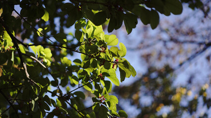 Autumn Leaves Tree Landscape in Tokyo