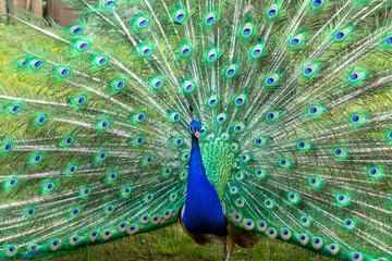 Obraz premium Prächtiger Pfau mit aufgestellten Federn