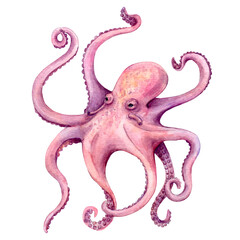 Pink octopus isolated on white background. Sea monster hand-drawn in watercolor. © Svetlana