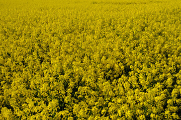 Raps Feld mit gelben Blüten