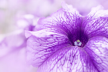fantasy photo of a purple petunia flower close-up. soft focus