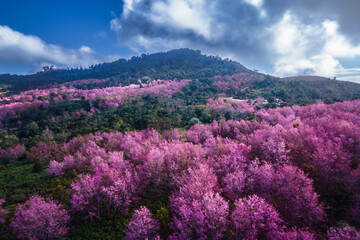 High angle photo of Pink cherry blossom tree at Phu Lom Lo in Phitsanulok, Thailand