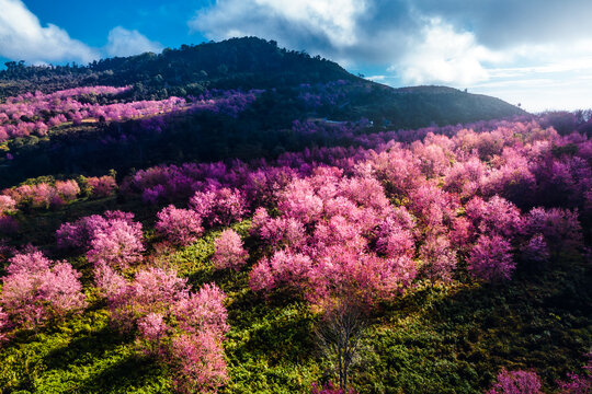 High angle photo of Pink cherry blossom tree at Phu Lom Lo in Phitsanulok, Thailand