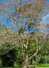 Fototapeta premium Hawaii Hillside with Tropical Foliage Under Blue Skies.