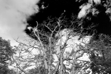 力強く空に向かってそびえる木