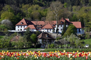 Kartause in Freiburg hinter einem Tulpenfeld